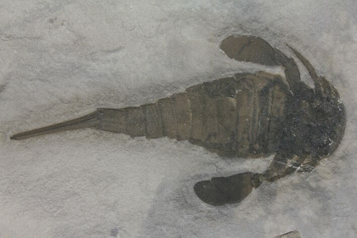 Eurypterus (Sea Scorpion) Fossil - New York #173012